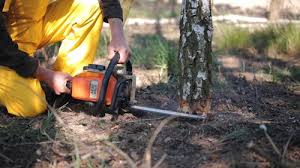 Best Tree and Shrub Care  in Gates Mills, OH